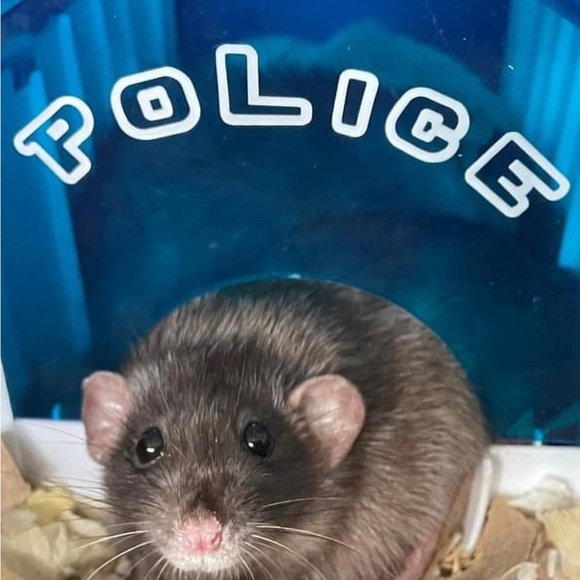 Meet your Posher, Jenny - Picture 2 of 7